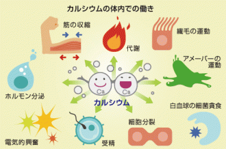 ミドリムシ（ユーグレナ）に含まれるカルシウムの体内での働きを解説した図