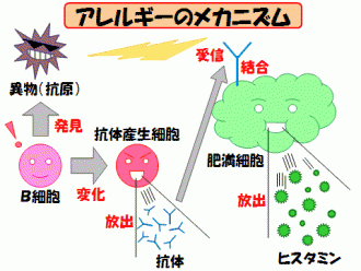 アレルギーのメカニズムを解説した図