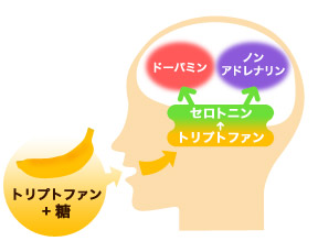 トリプトファンと糖が脳に働く流れを解説した図