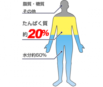 人体の構成図│アミノ酸を分かり易く言い換えるならば「タンパク質」