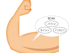 ミドリムシ（ユーグレナ）に含まれるバリン、ロイシン、イソロイシン（BCAA）が多くある筋肉の図