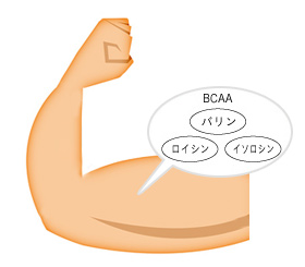 ミドリムシ（ユーグレナ）に含まれるバリン、ロイシン、イソロイシン（BCAA）が多くある筋肉の図