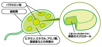 花粉症におけるﾊﾟﾗﾐﾛﾝの効果