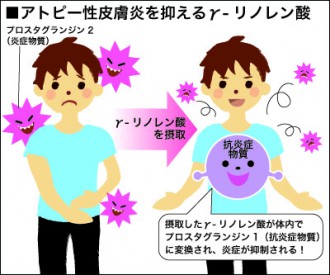 アトピー性皮膚炎を抑える効果のあるガンマ-リノレン酸を解説した図