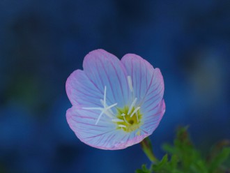 月見草の花の写真