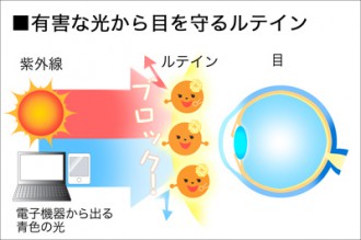 有害な光から目を守るルテインはミドリムシに含まれている