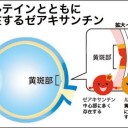 ルテインとともに目の中に存在するゼアキサンチンを解説した図表