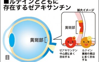 ルテインとともに目の中に存在するゼアキサンチンを解説した図表