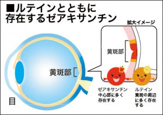 ルテインとともに目の中に存在するゼアキサンチンを解説した図表