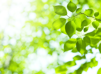 クロロフィルは、植物の含まれる緑色色素です。別名「葉緑素」と呼ばれ細胞の中の葉緑体に存在します。