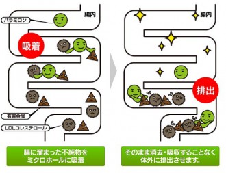 パラミロンの腸内での動きを開設した図表