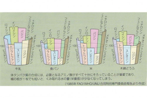 アミノ酸のバランス解説イラスト