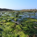 藻が繁殖している画像│ミドリムシ（ユーグレナ）はエネルギー・医療・環境問題など様々な分野で世界中から注目を集めています